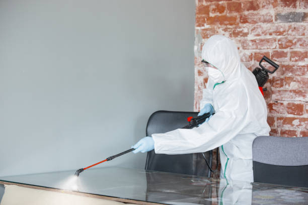 Best Basement Mold Removal in USA